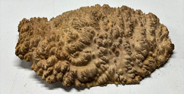Australian Red Mallee Burl 14  x 10  x 3  6 Lbs |  #3056 For Cheap - Image 3